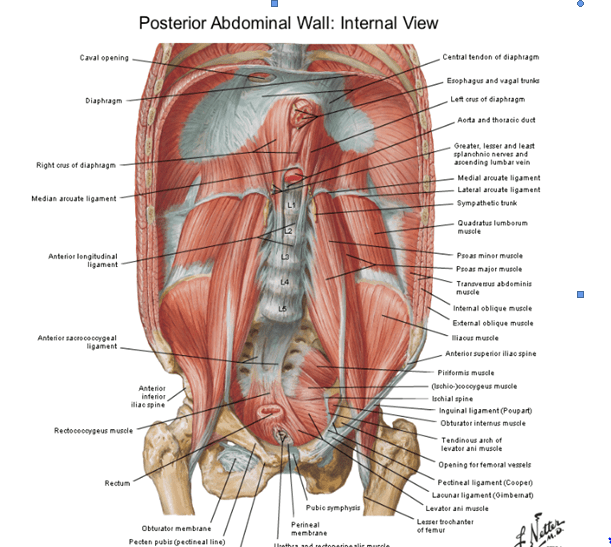 pared abdominal posterior 1